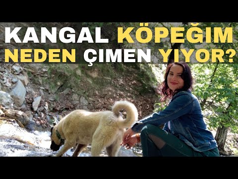 Video: Köpekler Neden Çim Yiyor?