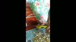 Squash Seeds Flower Easy Tutorial