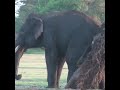 Wild tusker elephant rubs itself | Tusker | Tusker elephant | タスカーゾウ | Animaux |Wild animal #shorts