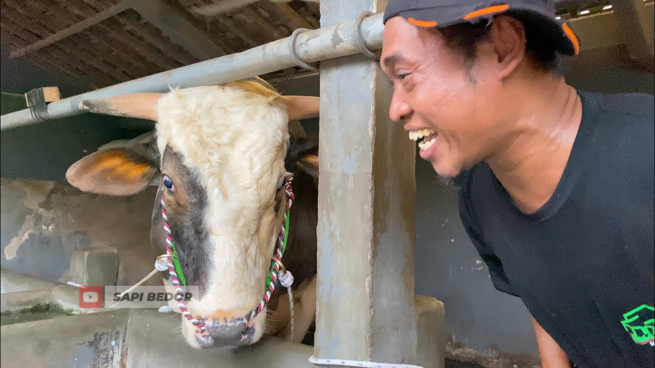 OH INI TO SAPI BARU DARI SETIA FARM ️🔥🔥🔥 - YouTube