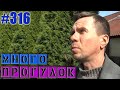 Аисты прилетели / Лось на дороге  #VLOG #игнатсолошенко 316