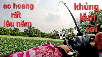 Quá tuyệt vời 1 điểm câu đẹp mà toàn cá lớn|câu cá lóc Gò Công/Thái Nguyễn fishing