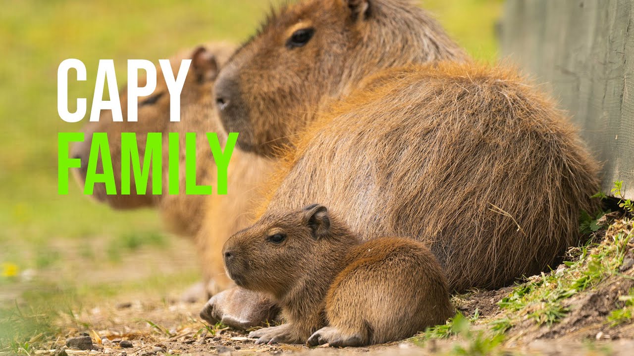 Hertfordshire Zoo Welcomes Capybara Pups Into The World! 
