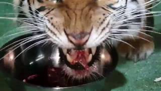 This gives tigers the same effect as catnip does to cats !
