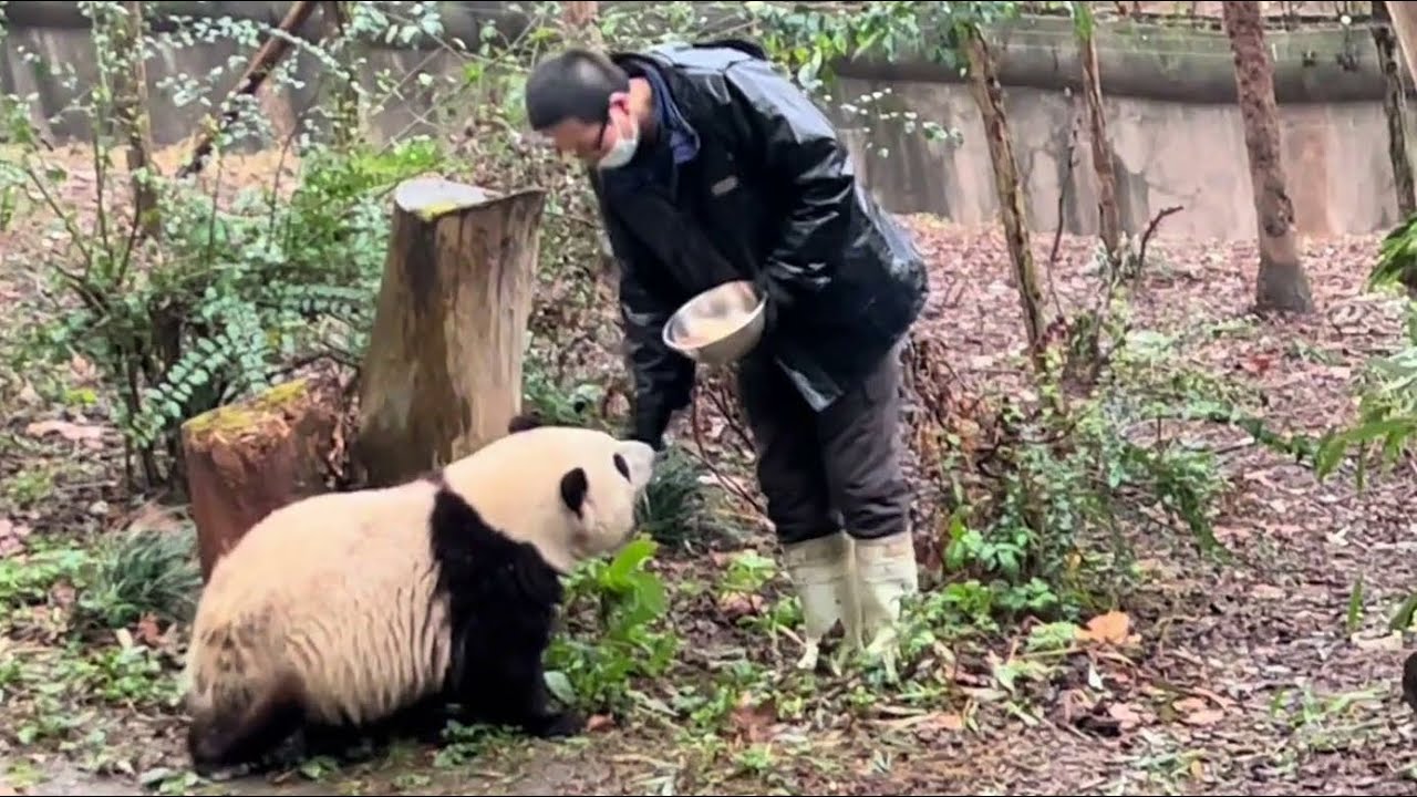 2.21 代班奶爸上课上到一半就跑了(因为下雨)，留下花花一脸懵 一直嘤嘤叫