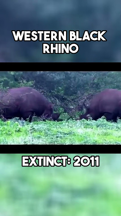 Last Videos of 5 Extinct Animals