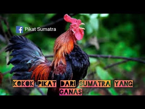 Pikat ayam hutan sumatra ganas, f2 - YouTube