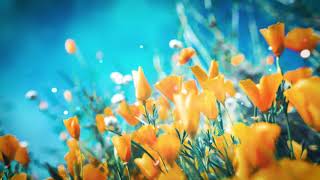 Relaxing spring sounds with peaceful music | Spring background video