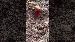 Ide Cerdas Mencabut Umbiumbian Dwngan Mencongkelnya Menggunakan Alat Sederhana shorts