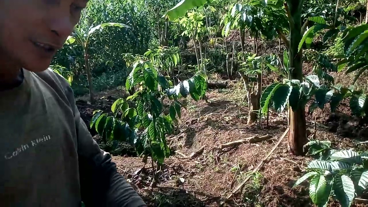 Pengolahan tanah agar tidak BUSUK AKAR,trik MAS SUPREH