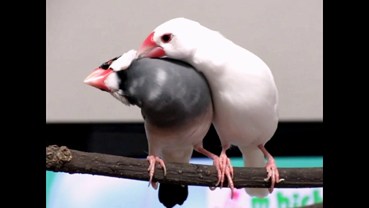 文鳥かわいい さらちゃんやり過ぎ ごまとさら Youtube