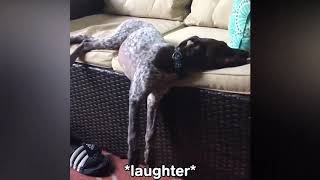 Funny Dogs And Cats Sleeping Fails Compilation 2020 / Try not To Laugh