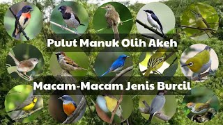 Suara pikat burung kecil semua jenis