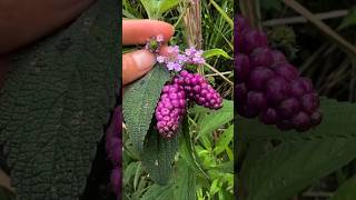 Most Americans Don’t Know the Secret of This Flower 😳🌸 #shorts #plants #farming