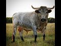 Behind the Chutes #4 - Crooked Horn Ranch Fighting Bulls