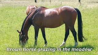 Brown horse grazing in the meadow