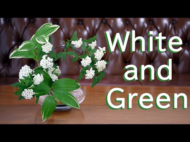 生け花】白と緑の曲線美【ikebana】100均ガラス水盤/White and