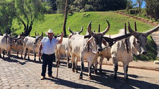 Encontro De Carreiros São João Da Mata MG