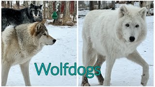 Yamnuska Wolfdog Sanctuary, #wolfdogs #roadtrips #alberta