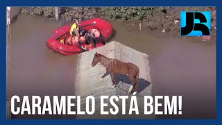 Após ficar quatro dias ilhado no teto de uma casa, cavalo Caramelo é resgatado e passa bem