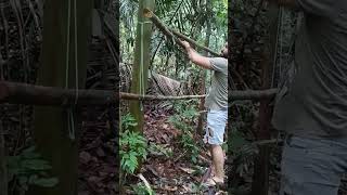 como fazer trepeiro na selva pra paca