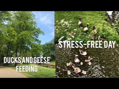 Ducks and Geese