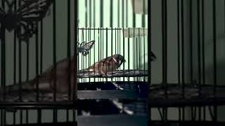 Download Lagu gereja gacor burger gacor MP3