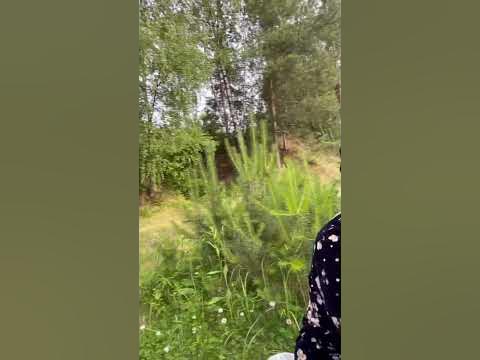 Пикник - YouTube