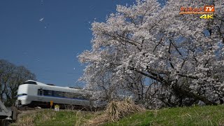 [4K60P]683系特急サンダーバード22号、24号 桜吹雪のある風景