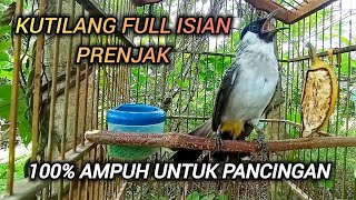 KUTILANG GACOR FULL ISIAN PRENJAK 100% AMPUH UNTUK PANCINGAN & MASTERAN KUTILANG LAIN.