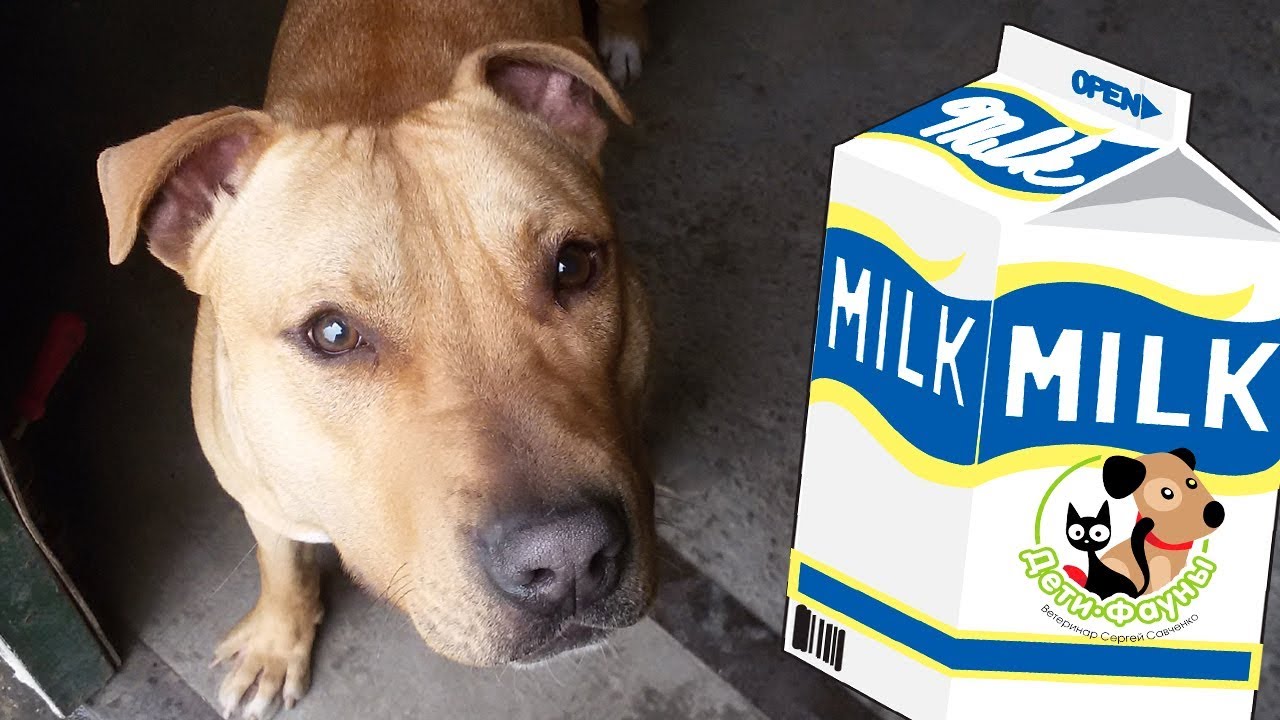 Творог можно давать собакам. Молочка для собак. Собачье молоко. Молоко с собакой на коробке. Молочная собака.