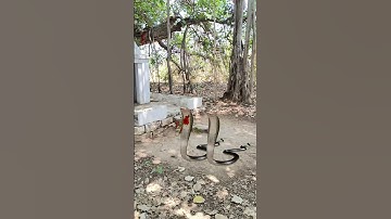 एक नाग नागिन की कहानी 🐍nagin video#shorts #snake #nagin #bhakti #emotional #viral #youtubeshorts