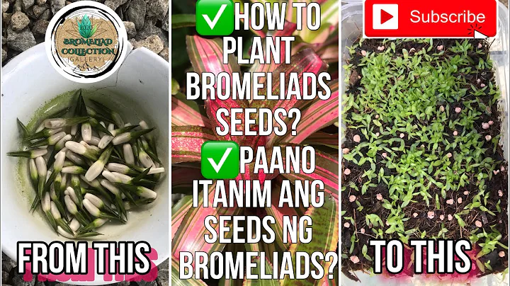 How to Plant Bromeliad Seeds? | Paano Itanim ang S...