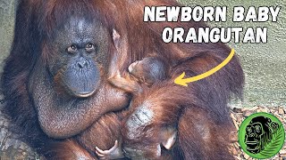 Adorable Newborn Orangutan At Chester Zoo September 2023