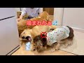 イチャつく兄犬の背後でイタズラした瞬間にガッツリ仕返しされるゴルパピだいふく【ゴールデンレトリバーとミニチュアダックスフンド】