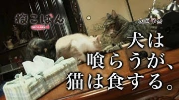 『ねこばん』第7回予告