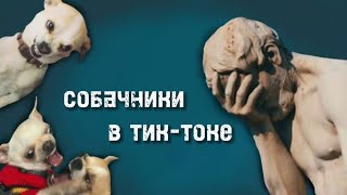 Дети с собаками в тик-токе☠️