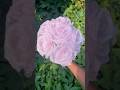 Diy cloth rose #diy #shorts