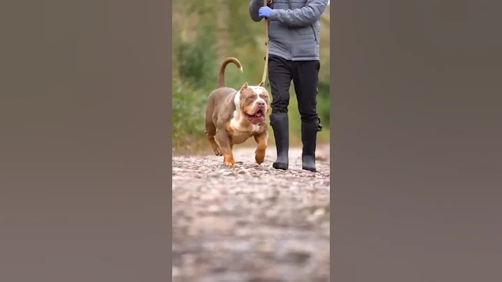 very very dangerous American bully 🤬🤫