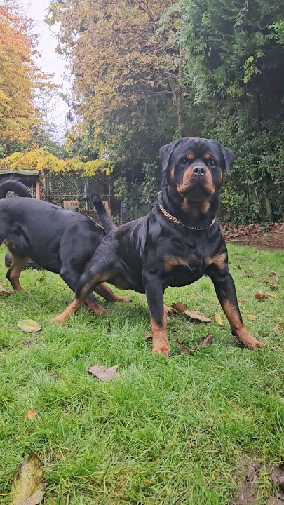 Big male Rottweiler, with the patience of an angel as a huge female puppy, bites his ankles! #dogs