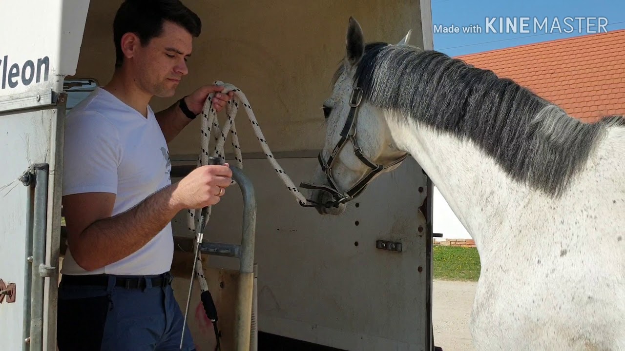 Ló méregtelenítés kiegészítők. Mi az az MSM és miért hasznos a lovaknak?