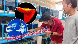 หาซื้อปลาหางนกยูงสายประกวดมาเลี้ยง ตามหาฟาร์มปลาหางนกยูงลับลับที่แม่จันเชียงราย