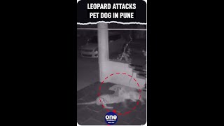 Leopard attacks and kill a pet dog in Pune, incident caught on CCTV, Watch | Oneindia News