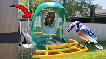 Capture Every Bird Moment With THIS Bird Feeder With Camera!