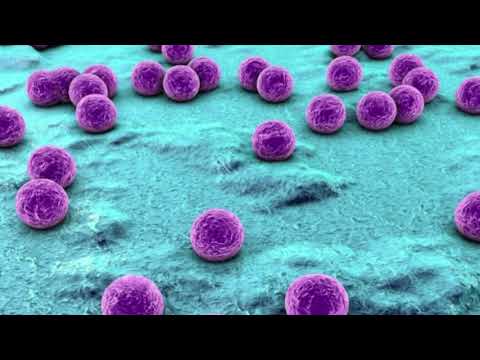 Video: Organisme apa yang mengandung peptidoglikan di dinding selnya?