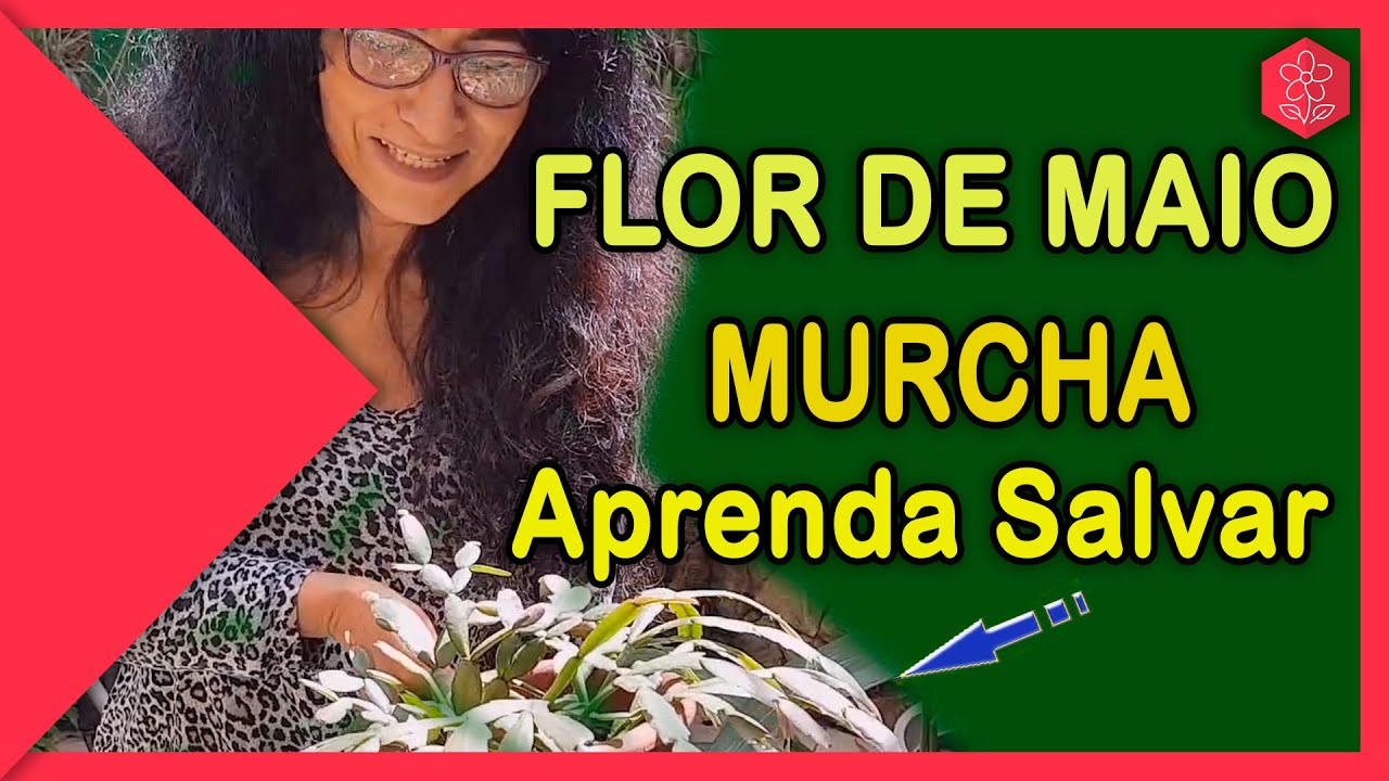 Flor de Maio Murcha - Aprenda a recuperar