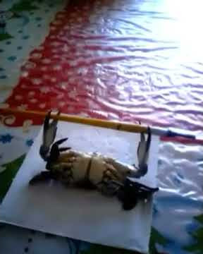 Kepiting ini olahraga angkat besi !!!