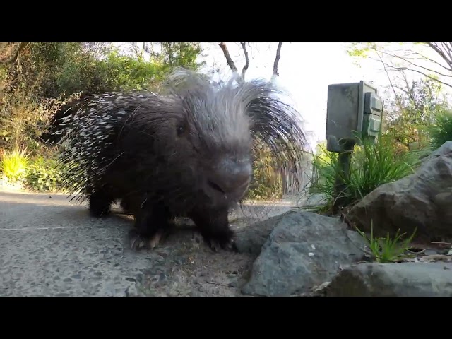 Porcupine Pals Take A Pointy Power Walk class=