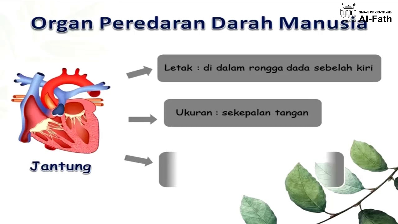 IPA | Peredaran Darah Manusia | Grade 5 | SD Al-Fath 