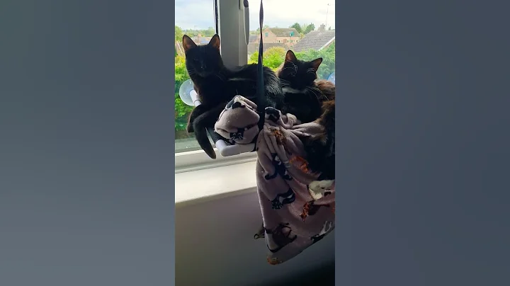 Heidi and Angus chilling out